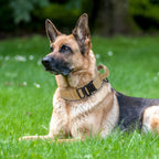 Nylon Durable Dog Collar Military Tactical Pet Training Collars Reflective Necklace With Handle Strong For Medium Large Dogs
